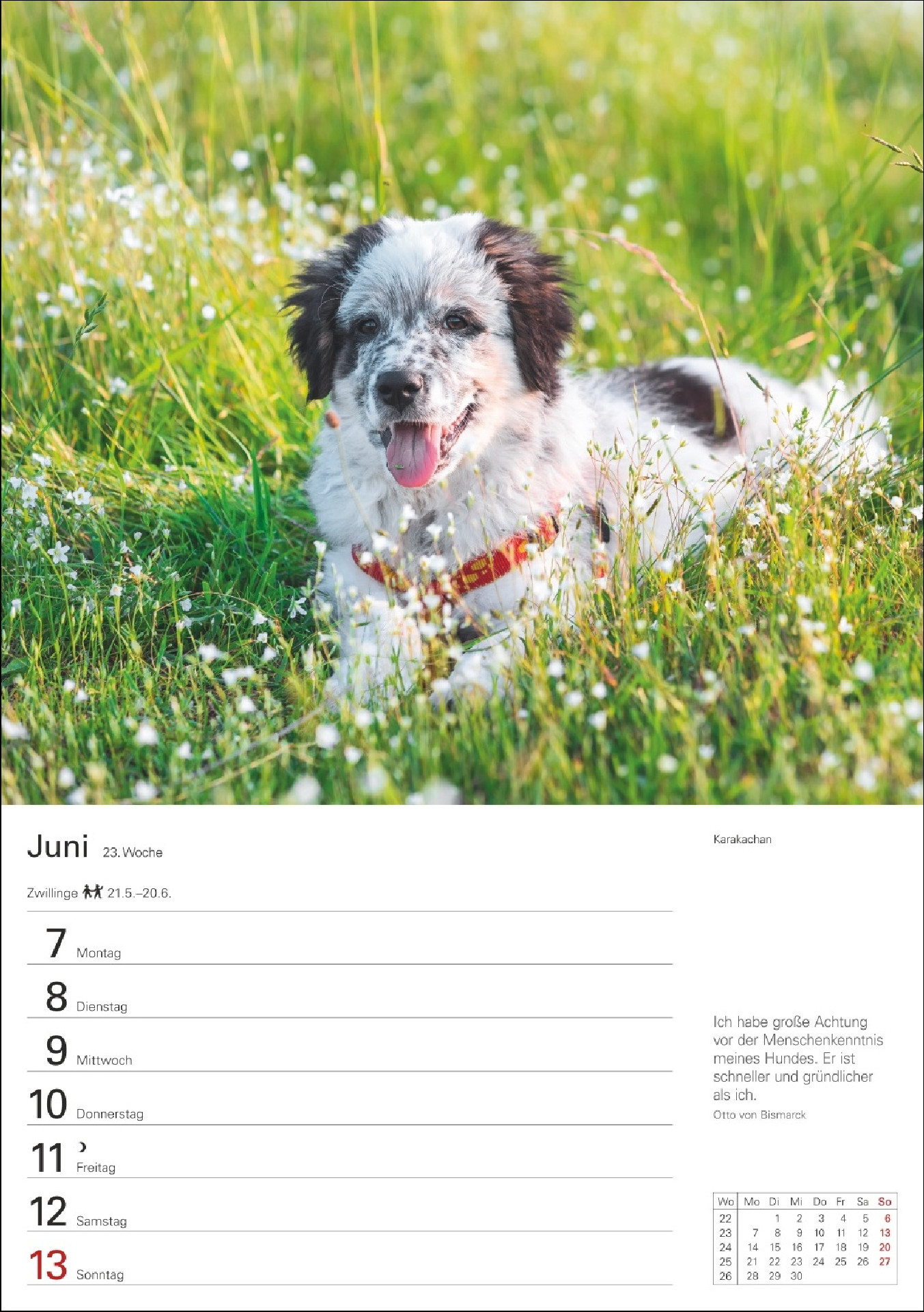 Hunde Wochenkalender 2027