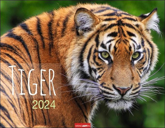 Tiger Kalender 2024. Die majestätischen Großkatzen in einem großen Wand-Kalender. Hochwertiger 