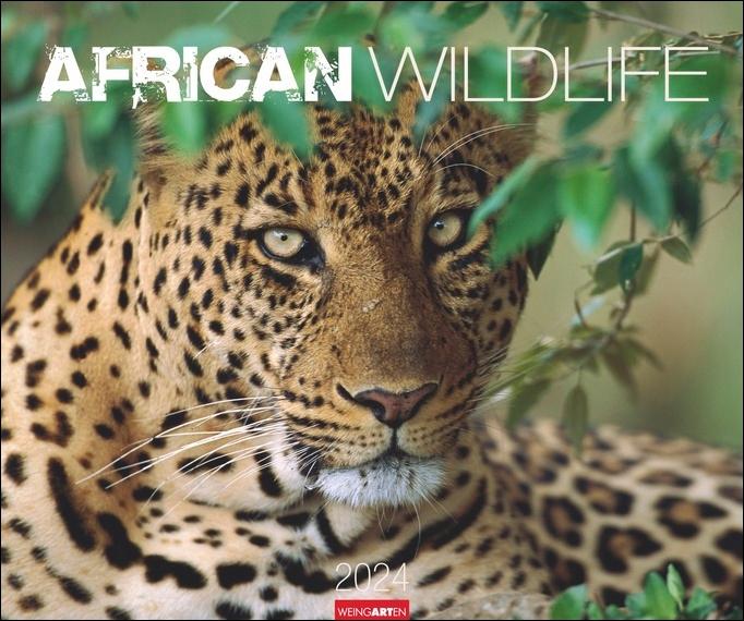African Wildlife Kalender 2024. Die Tierwelt Afrikas in atemberaubenden Fotos festgehalten für einen großen Wandkalender. Foto-Kalender im Großformat 55x46 cm Maße (B/H): 55 x 46 cm, Fotokalender, Dt/engl
