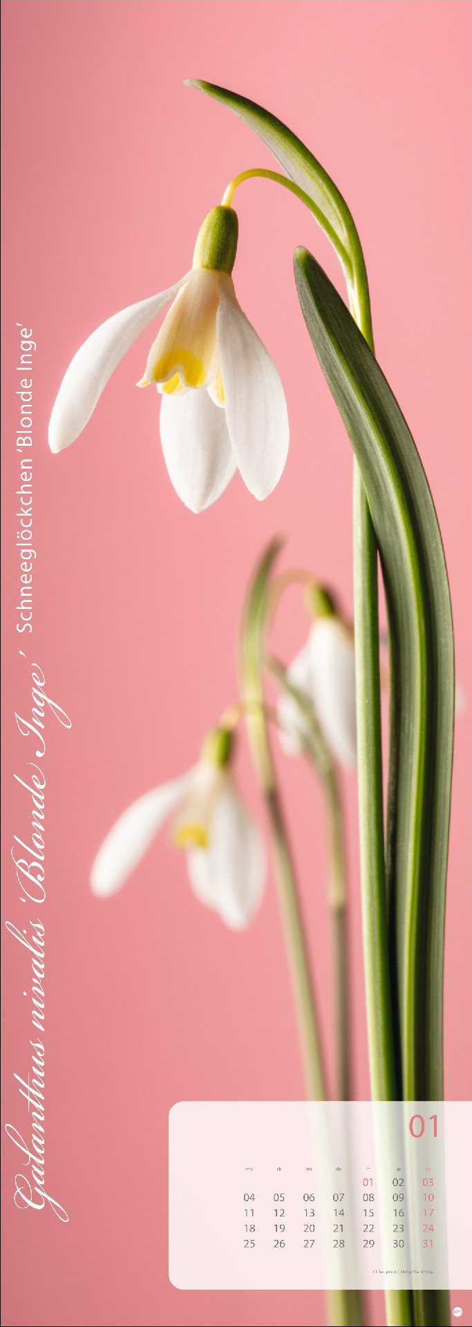 Magic Flowers Vertical Kalender 2027