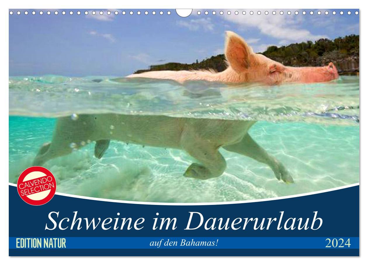 Schweine im Dauerurlaub auf den Bahamas! (Wandkalender 2024 DIN A3 quer), CALVENDO Monatskalender Schwimmende Schweine auf den Exumas auf der Insel "Big Major Cay!