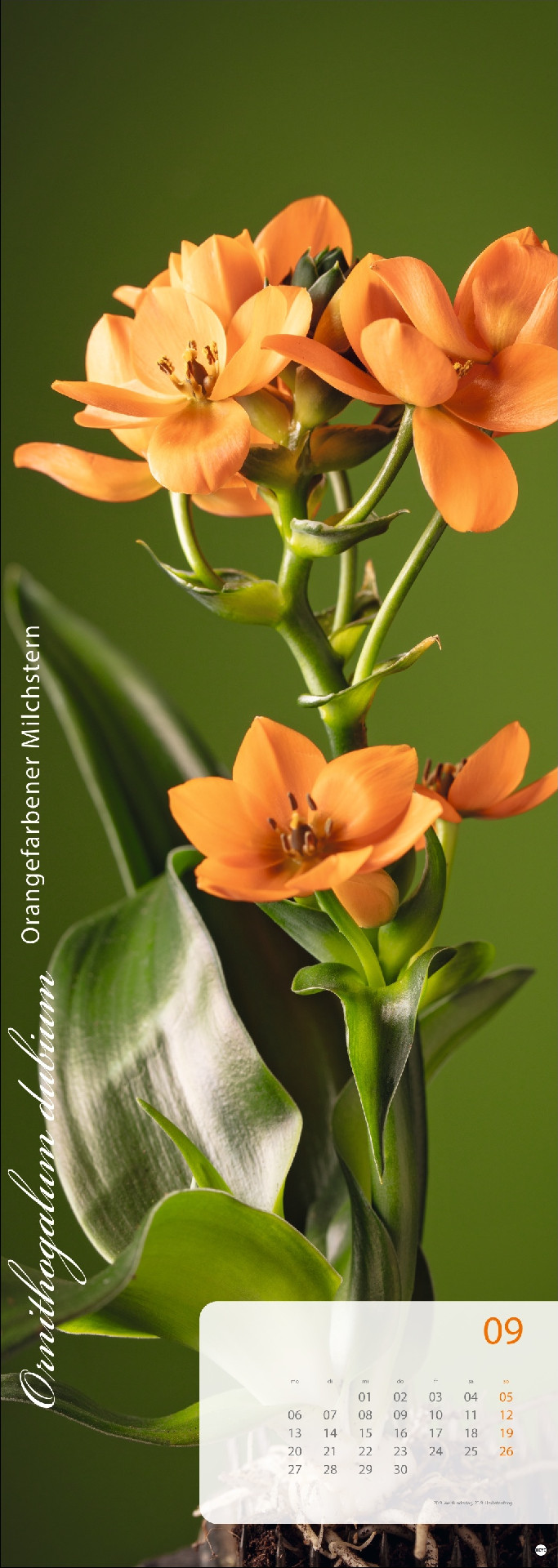 Magic Flowers Vertical Kalender 2027