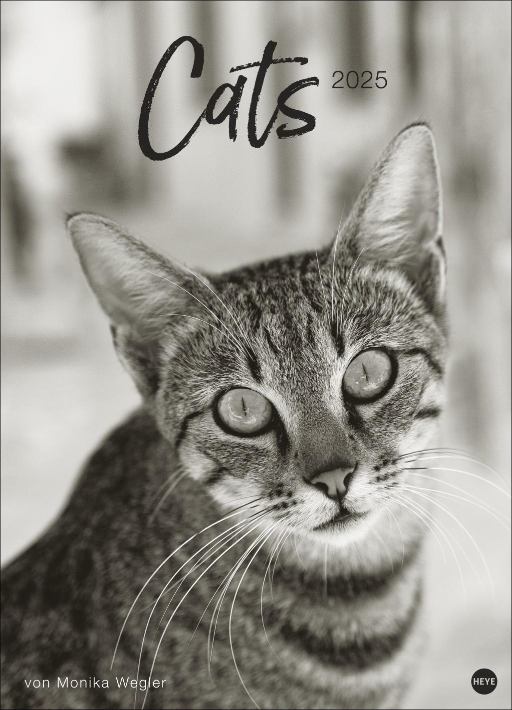 Cats - Kalender 2025 